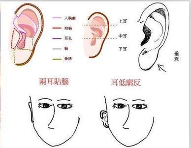 耳朵看面相|从耳朵看面相｜5点耳朵形状及特征，一窥性格与运